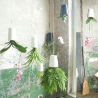 見た目も鮮やか☆お部屋に観葉植物を取り入れてステキなエコ空間を！