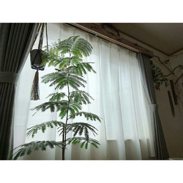 大きい観葉植物14