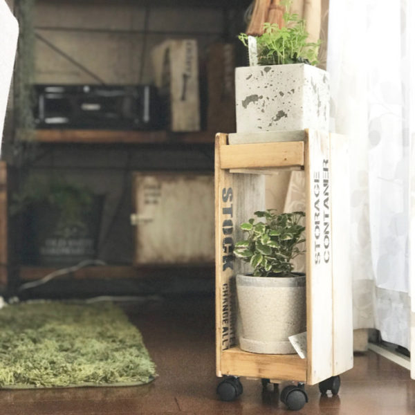 小さい観葉植物23