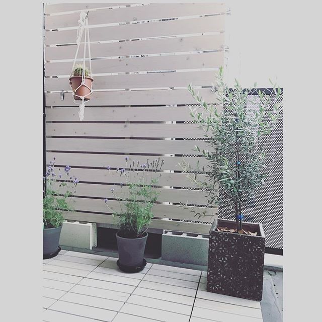 香りを楽しめる観葉植物3