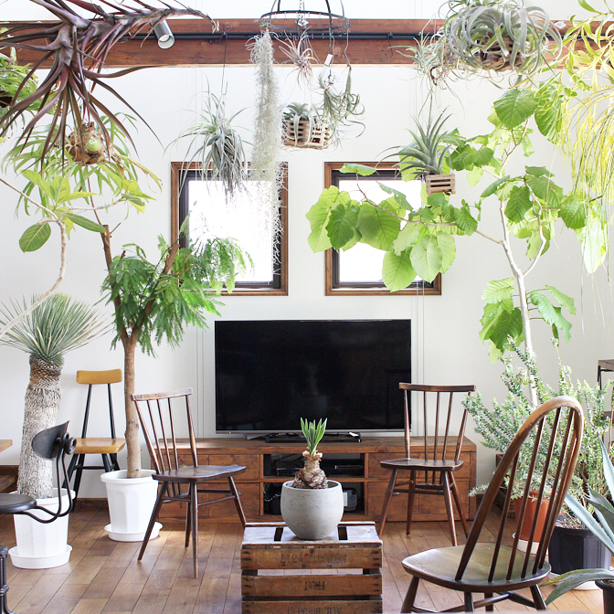 緑でいっぱいのお部屋にしたい グリーンはどこに飾るべき Folk