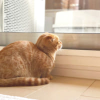 猫と暮らすインテリア♡室内飼いの猫と快適に過ごせるヒントやアイテムをご紹介！