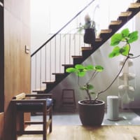 今人気のウンベラータって？お部屋に潤いをもたらすグリーンのある暮らし