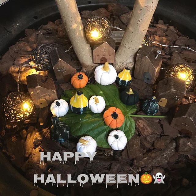 観葉植物もハロウィンに