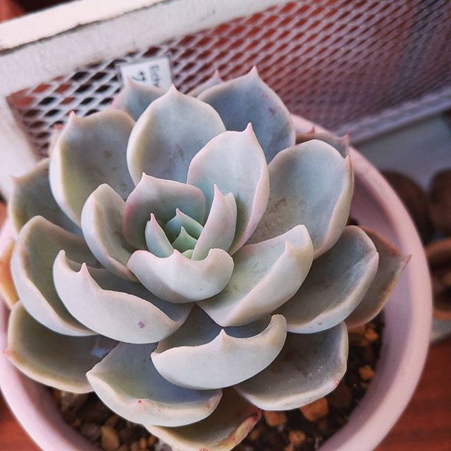 おすすめの多肉植物4