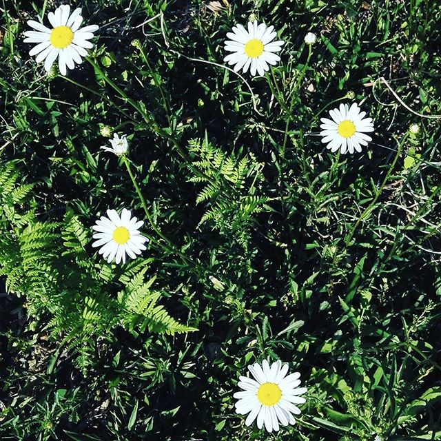 野の花を取り入れる1