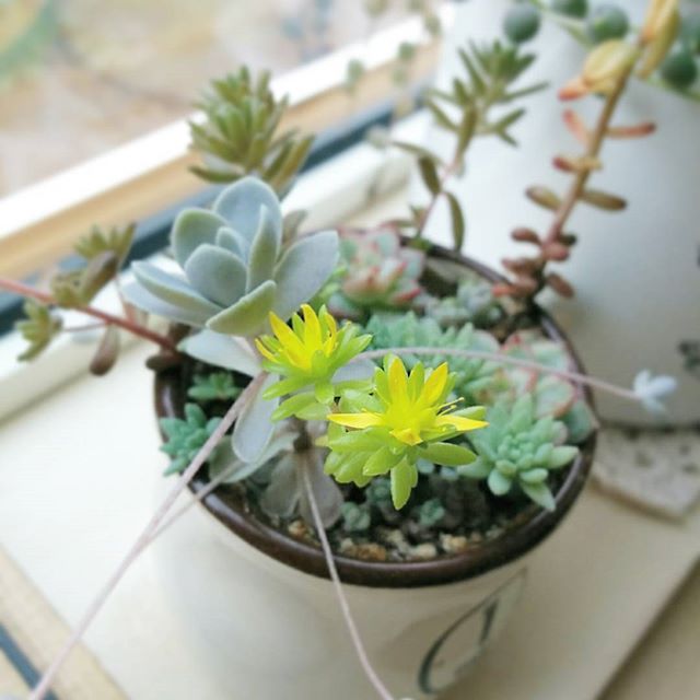 キッチングッズに植えても