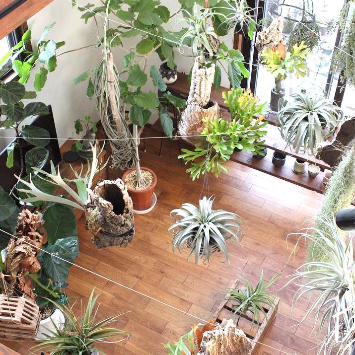 上から吊るせばもっと楽しめる おしゃれなハンギンググリーンの方法と飾り方 Folk