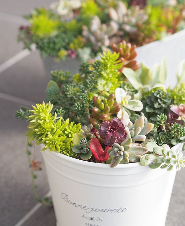 カラフルな寄せ植えでかわいく