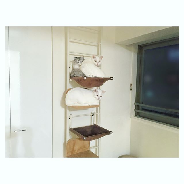 デザインにこだわったキャットタワー3