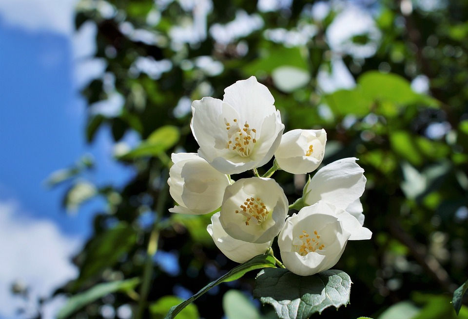 茉莉花