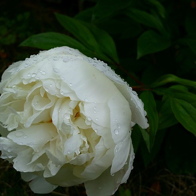 白い芍薬の花言葉は？