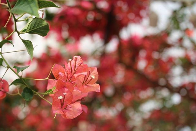 ガーデニング 初心者 おすすめの花4