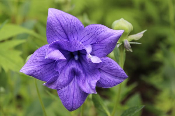 桔梗の花の特徴1.形2