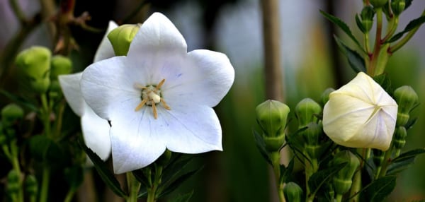 桔梗の花の特徴2.色2