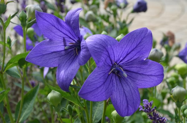 紫の桔梗の花言葉「気品」