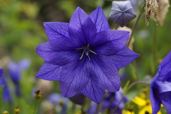 桔梗の花の特徴1.形