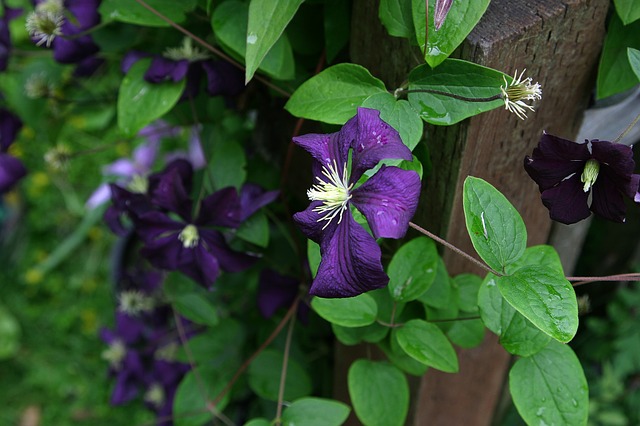 クレマチス　花言葉　たくらみ