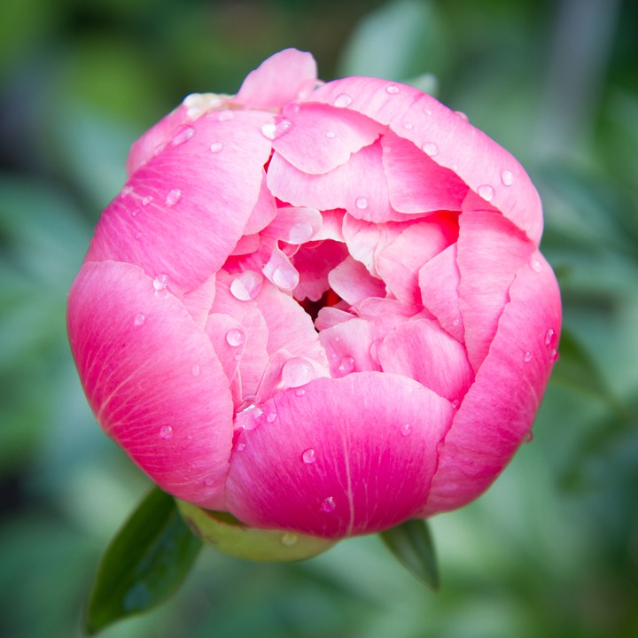 芍薬の花言葉1.内気