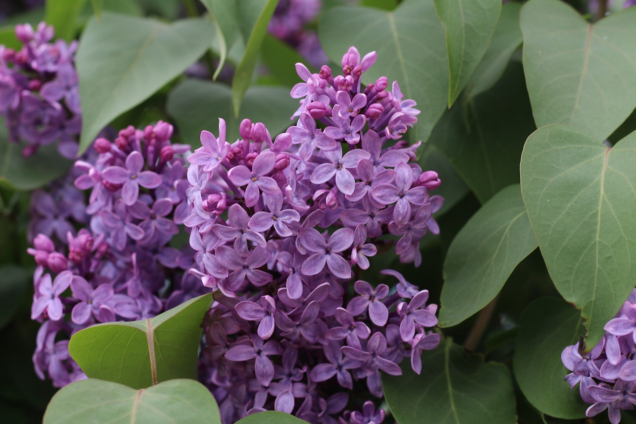 紫のライラックの花言葉