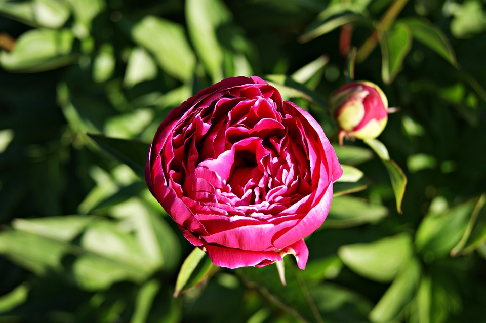 紫の芍薬の花言葉は？