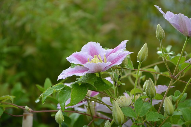 クレマチス　花言葉　美しい心