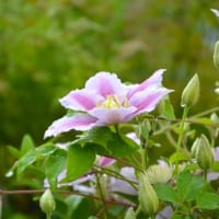 【クレマチスの花言葉】ツル性植物の女王と呼ばれる花の由来や意味を解説