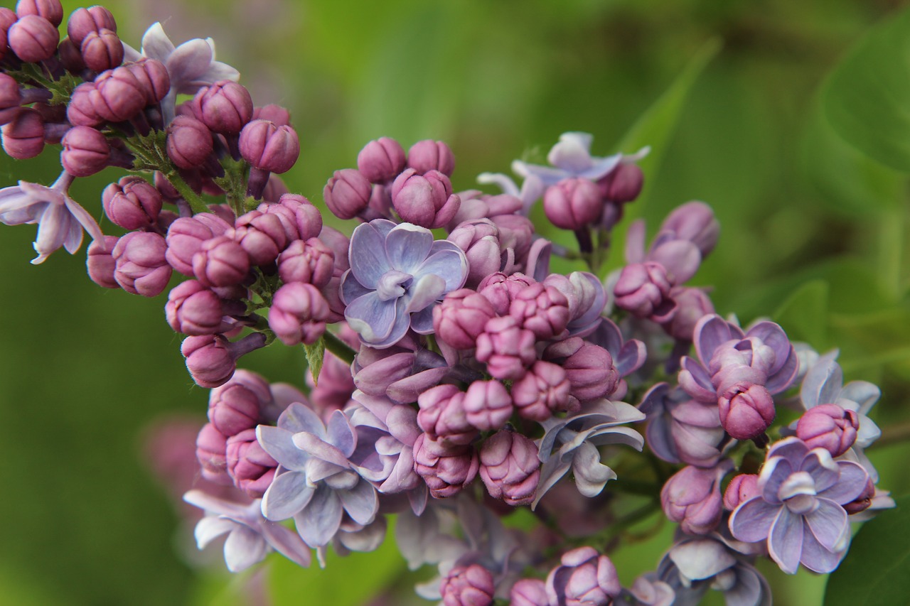 その他のライラックの花言葉2