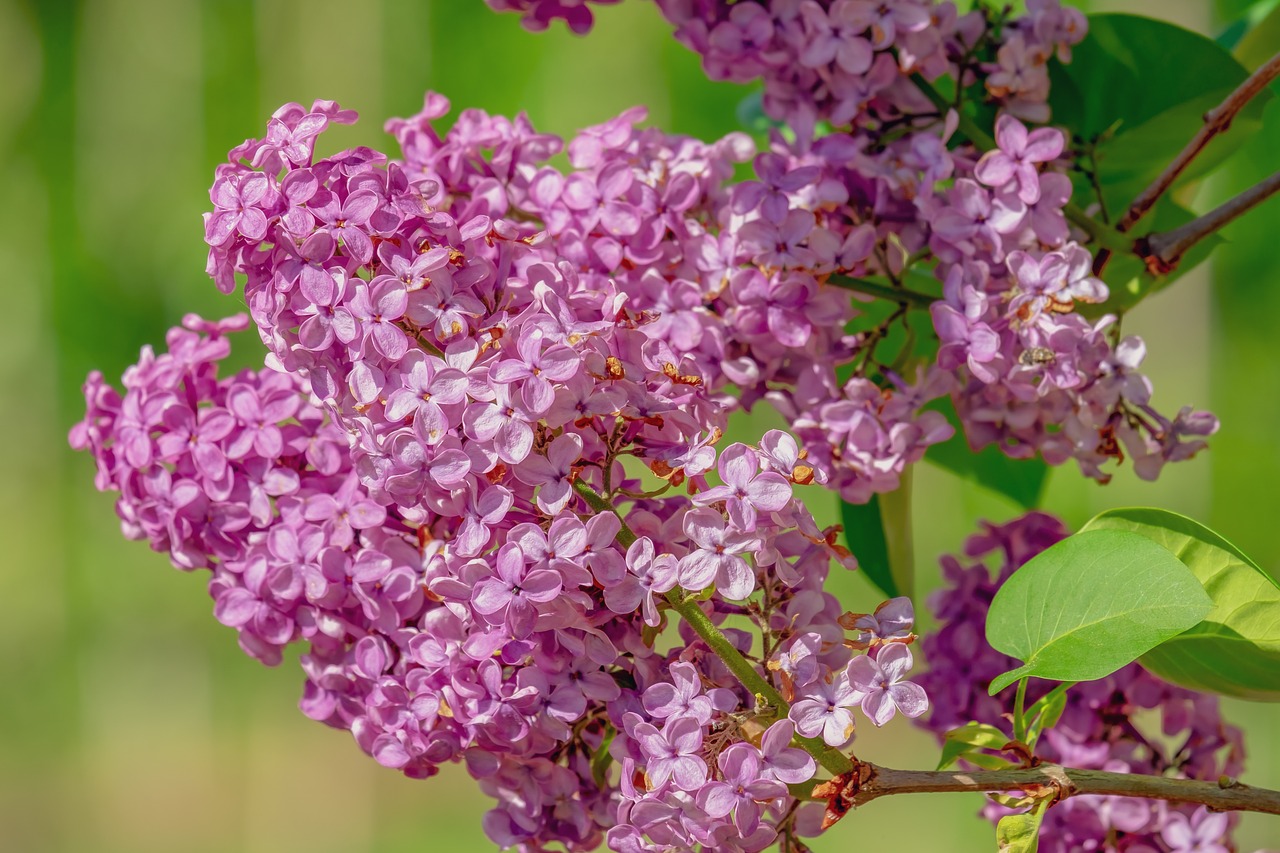 ピンクのライラックの花言葉