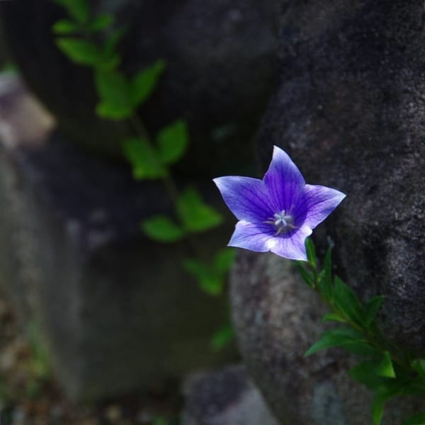 桔梗の花の特徴3.模様