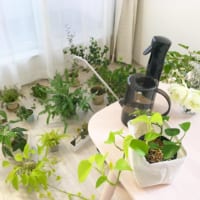 植物栽培・お掃除・加湿器にも◎インテリアに馴染むおしゃれなジョウロ特集♪