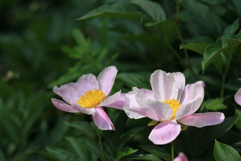 芍薬（シャクヤク）