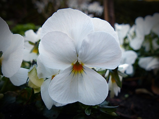 白いスミレの花言葉