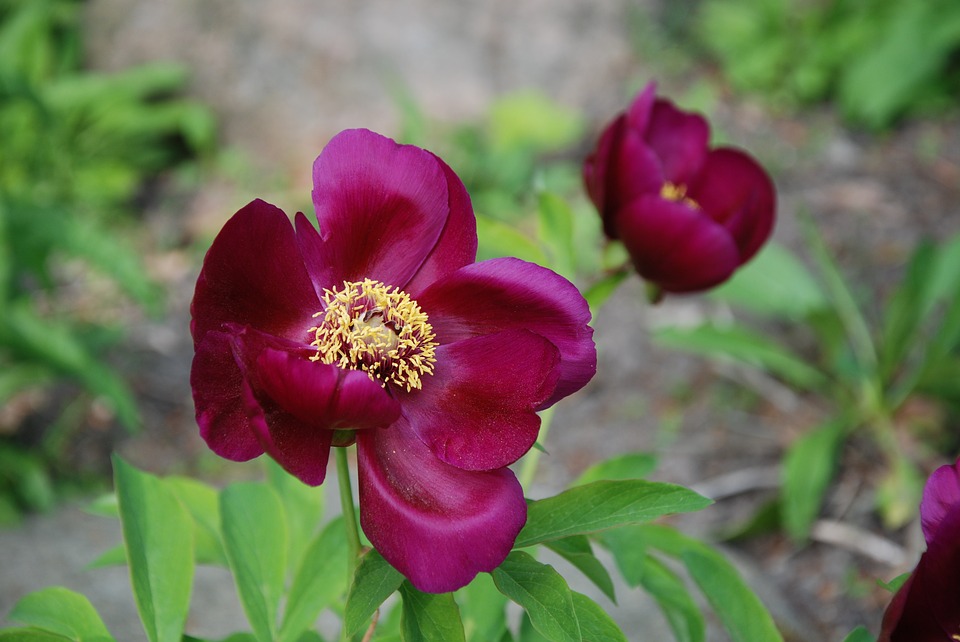 芍薬のカラーバリエーション4.紫