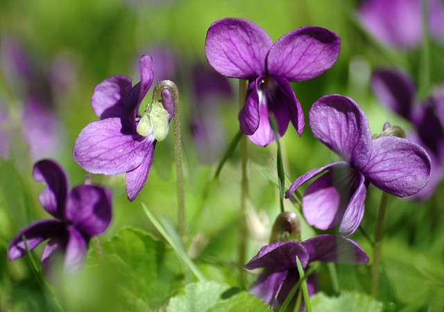 紫色のスミレの花言葉