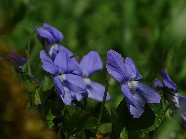 青色のスミレの花言葉