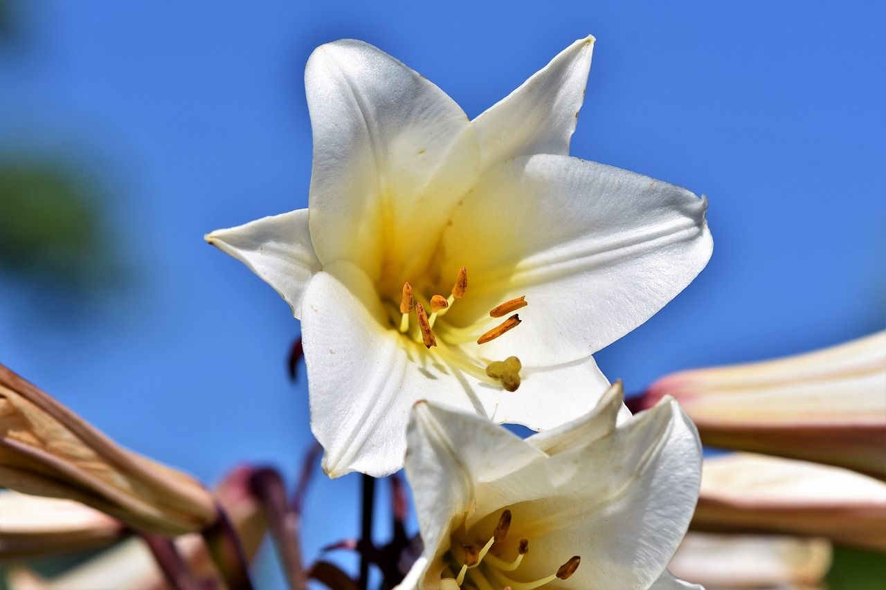 百合　花言葉　白　威厳　純潔