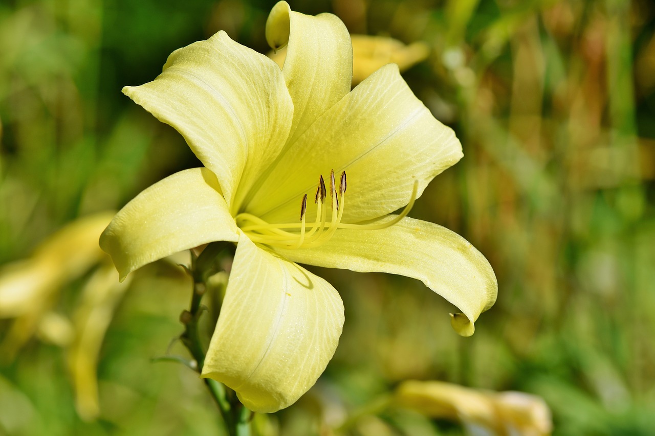 百合　花言葉　黄色　西洋