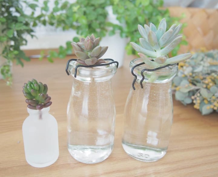 透明感のあるガラス瓶と多肉植物