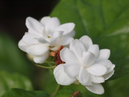 茉莉花（マツリカ）