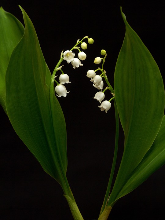 毒がある花としても有名