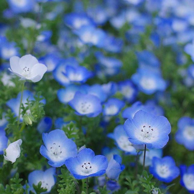青い 花花言葉 - 検索
