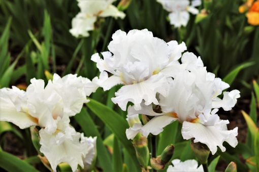 白の花言葉　アイリス