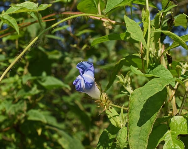 朝顔 花言葉3