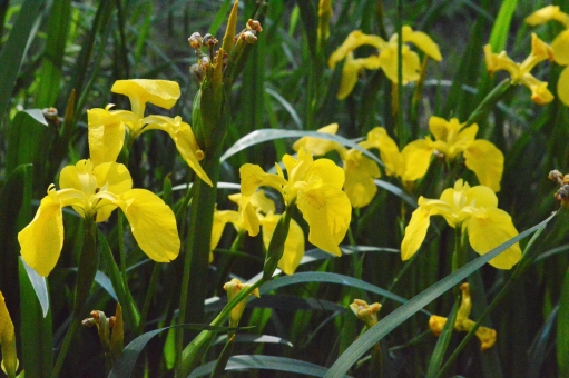 黄色の花言葉　アイリス