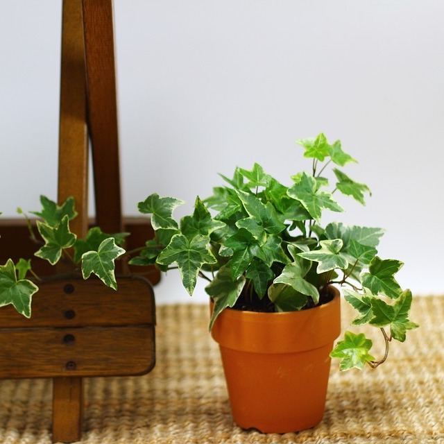 アイビーの花言葉 結婚式の定番であるその理由と少し怖い意味も解説 Folk