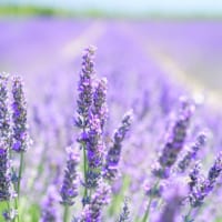 【ラベンダーの花言葉】ハーブの女王と呼ばれる香りが素敵な花に込められた意味を解説