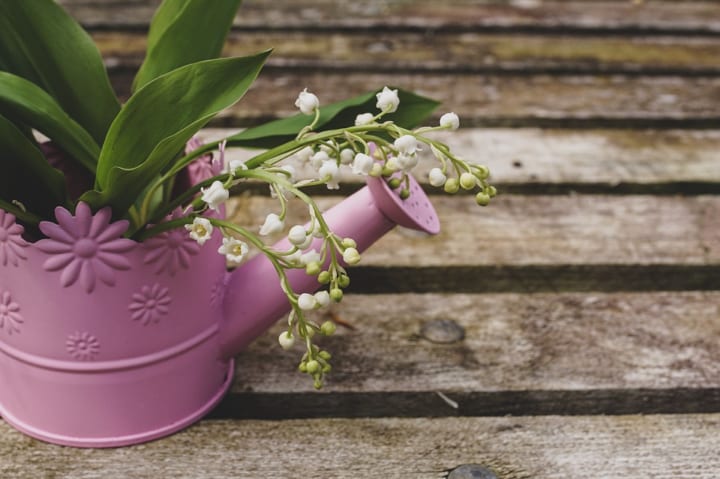 日本だけでなく世界で愛される花