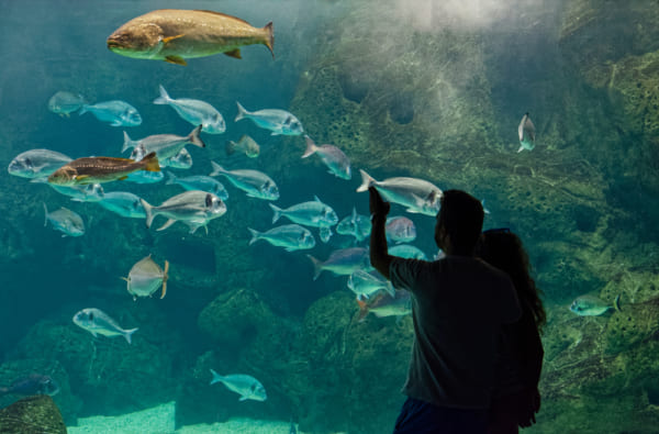 水族館デートに誘う男性の理由・心理