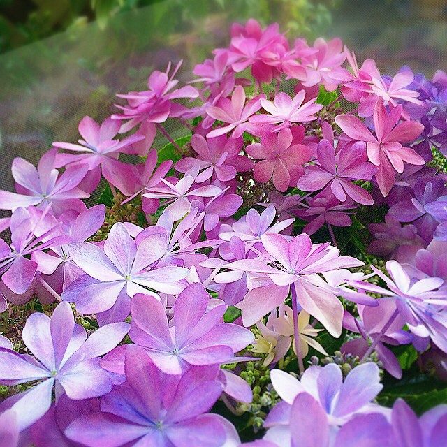 玄関ポーチにおすすめの植物・お花9